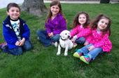 2013 Pups - Charlie (6 wks)